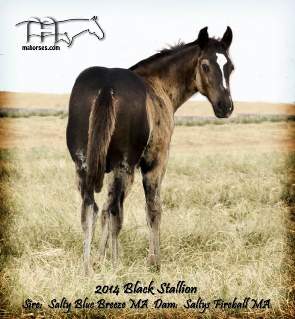 SALTYS FIREBALLS 2014 Colt